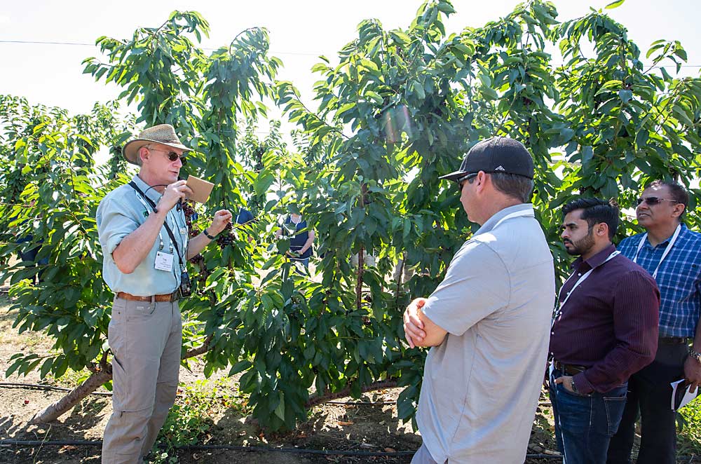 Lang discusses a UFO sweet cherry trial with members of the International Fruit Tree Association at the Summerland Research and Development Centre in British Columbia in 2018. In British Columbia and Michigan trials of Benton and Skeena on Gisela rootstocks, UFO yielded more than the KGB and tall spindle axe systems. (TJ Mullinax/Good Fruit Grower)