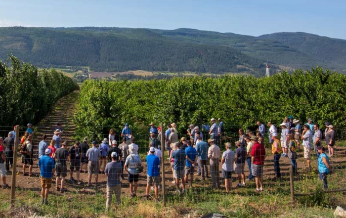 International Fruit Tree Association’s 2018 summer tour attendees look out over one of Coral Beach Farms’ late season cherry ranches in Coldstream, British Columbia, on July 25, 2018. (TJ Mullinax/Good Fruit Grower)
