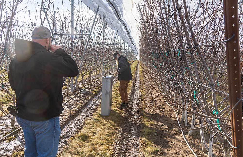 Finkler shows IFTA a Skeena cherry block covered by netting from German company VOEN Covering Systems (with the nets unrolled in February for the IFTA visit). VOEN provides heaters, like the one seen here in the middle of the row, to place under the nets for frost protection. The heaters run on wood pellets, so the smoke doesn’t blacken the covers. (Matt Milkovich/Good Fruit Grower)