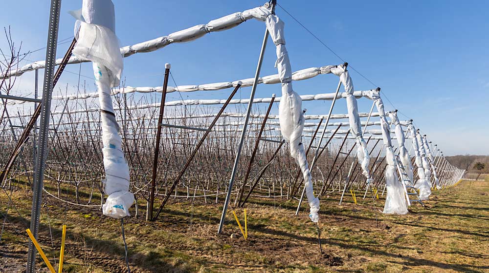 VOEN protective covers, wrapped up for the winter, at a Riveridge Produce Marketing cherry orchard in Michigan in February. All of Riveridge’s future sweet cherry plantings will be designed to accommodate protective covers, said operations manager Justin Finkler. (Matt Milkovich/Good Fruit Grower)