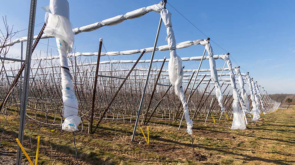 Protecting The Investment In Covered Sweet Cherries Good Fruit Grower