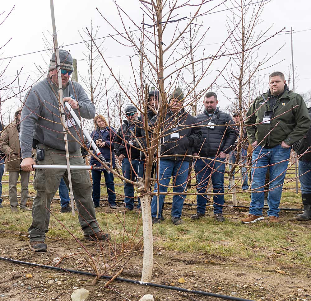 During the IFTA tour, grower Jake Rasch prunes a peach tree in an in-row V, which has scaffolds angled within the row to create a planar fruiting wall. The Bellaire peach trees on Bailey rootstocks were planted 12 by 6 feet in 2020, with the goal of achieving 1,210 leaders per acre. (Matt Milkovich/Good Fruit Grower)