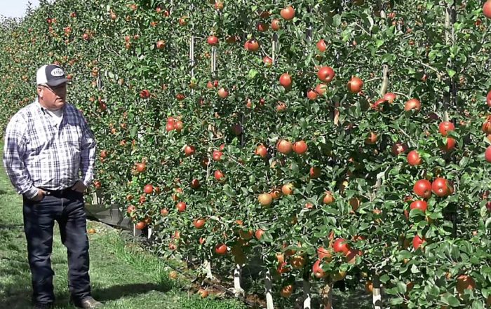 Chris Kropf, owner of Hart Farm Orchards in Michigan, transitioned this 2014 Honeycrisp block from 3D to 2D, which created a “tremendous amount of space” between rows in the 3-foot by 12-foot planting, leading to lost yield potential but greater chance for coloring. (Courtesy Steve Evans/International Fruit Tree Association)