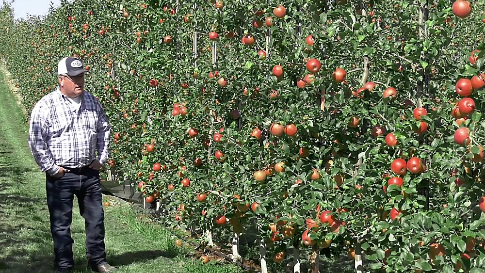 Chris Kropf, owner of Hart Farm Orchards in Michigan, transitioned this 2014 Honeycrisp block from 3D to 2D, which created a “tremendous amount of space” between rows in the 3-foot by 12-foot planting, leading to lost yield potential but greater chance for coloring. (Courtesy Steve Evans/International Fruit Tree Association)