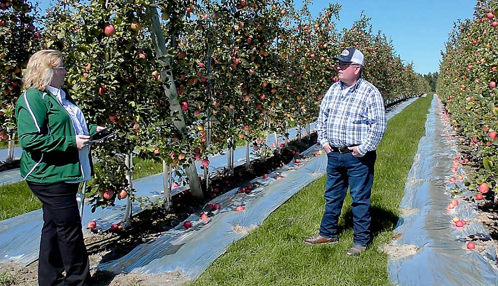 Kropf, right, told Michigan State University’s Amy Irish-Brown he’s using reflective fabric in the block to increase coloring, a new practice for his orchard. (Courtesy Steve Evans/International Fruit Tree Association)
