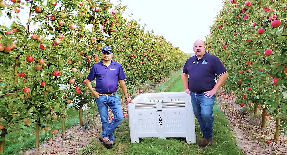 In September 2020, Lamont Fruit Farm co-owners Jose Iniguez, left, and Jason Woodworth stood in a standard Honeycrisp block planted at 2 feet by 11 feet on B.9 rootstocks in 2005. They detailed their Western New York orchard’s growing practices for IFTA’s annual conference, held virtually in February. (Courtesy Elizabeth Tee/Cornell University)