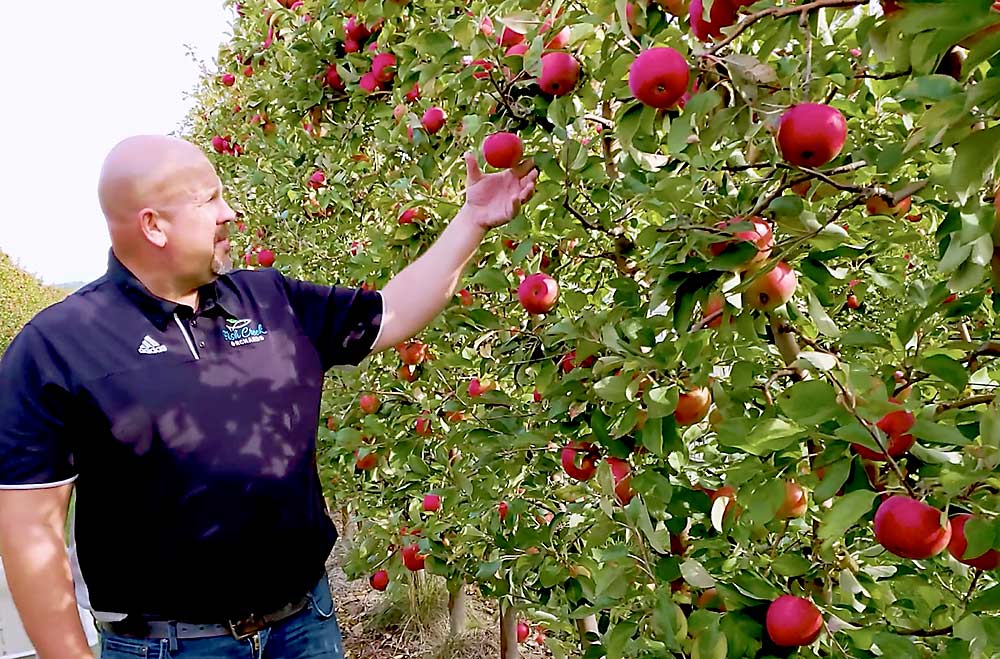 Woodworth said the orchard’s Honeycrisp apple sizes usually end up between 72 and 64. (Courtesy Elizabeth Tee/Cornell University)