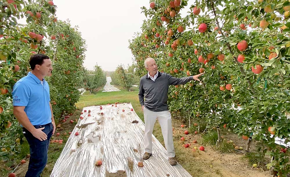 At Chiawana Orchards in Yakima, Washington, grower Bruce Allen talked Honeycrisp in an educational video played during the International Fruit Tree Association’s annual winter conference. He detailed how to reach a target goal of 100 80-size fruit per tree. (TJ Mullinax/Good Fruit Grower)
