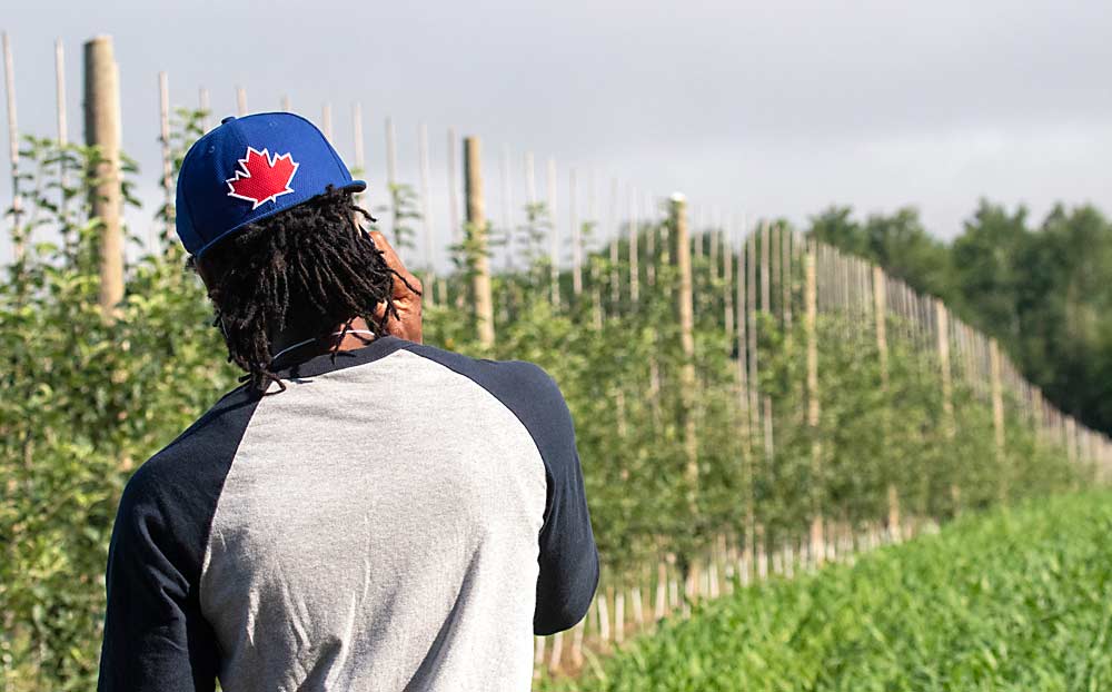Dwaine Kinglocke, of Greenwich, Nova Scotia, takes a call while looking at a high-density block of blocks.  Most new plantings in the province are spaced at 3 feet by 12 feet on Malling or Geneva rootstock.  Honeycrisp is the main variety.  (TJ Mullinax/Good Fruit Grower)