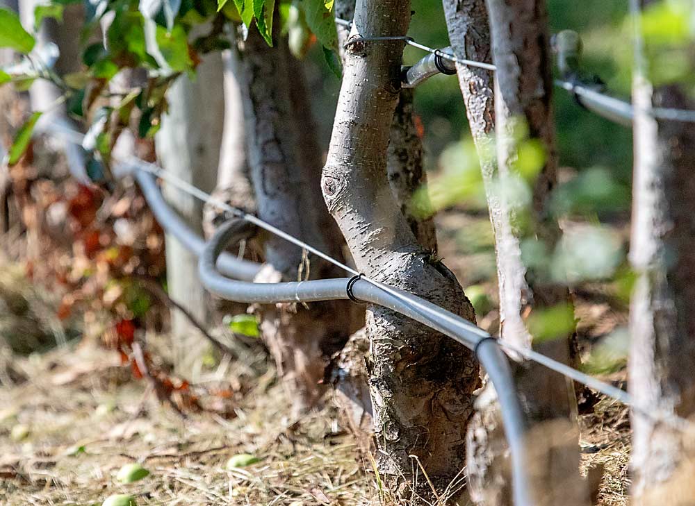 CAP Farms uses drip irrigation on their apple blocks, which is a rarity in Nova Scotia where most orchards are rain fed.  (TJ Mullinax/Good Fruit Grower)
