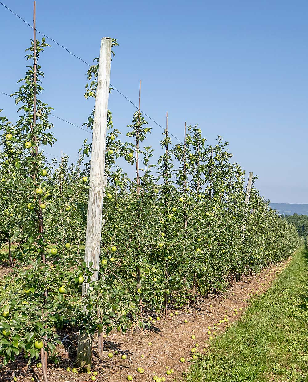 The Lutzes and other Nova Scotia growers prune large, upright Ambrosia branches to allow smaller, more productive branches to fill the canopy, a process that can take some time.  (TJ Mullinax/Good Fruit Grower)