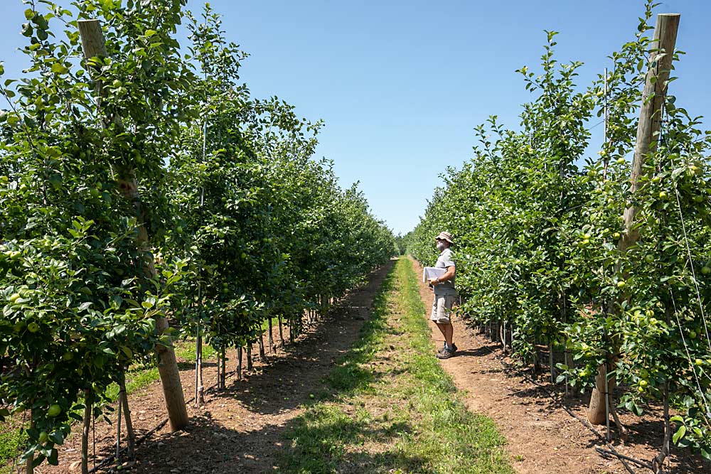 Mauricio Frías of Curicó, Chile, observes Royal Red Honeycrisp on different rootstocks at Spurr Bros. Farms.  Some of the rootstocks are more vigorous than others.  (TJ Mullinax/Good Fruit Grower)