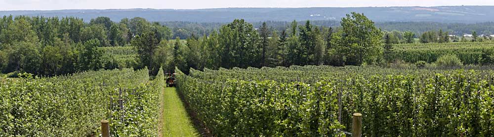 Rows of Honeycrisp and Ambrosia at Van Meekeren Farms in Nova Scotia’s Annapolis Valley. Grower Stephen Van Meekeren uses ethylene inhibitors as a labor management tool to time his Honeycrisp and Gala harvests. (TJ Mullinax/Good Fruit Grower)