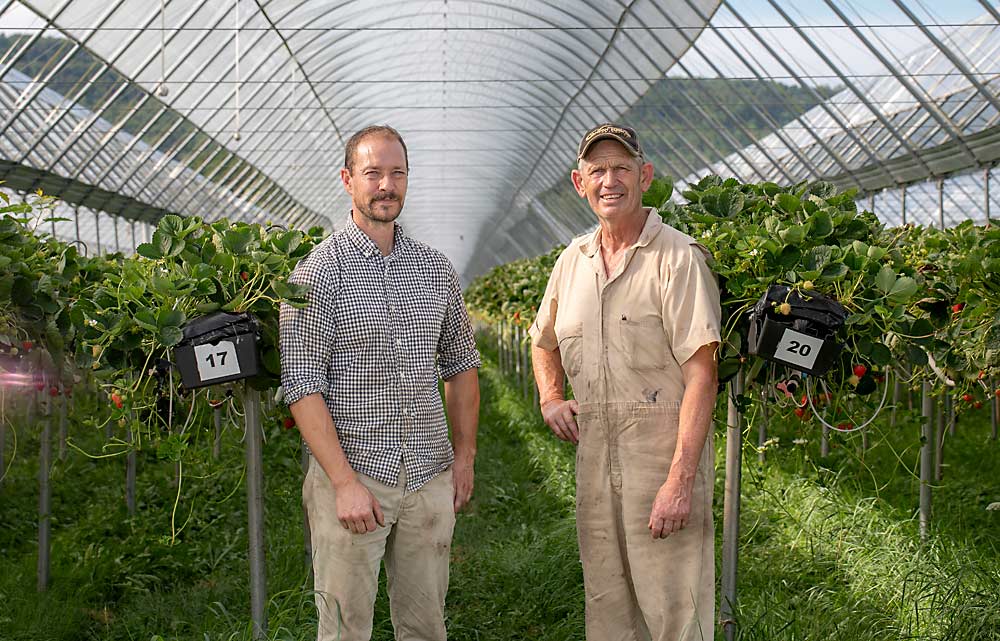 Ben Vermeulen, left, and his father, Andy, under their covered strawberries in Nova Scotia, Canada, in July. They also grow vegetables and will plant their own apples soon. They choose crops and acreages based largely on the number of hours they can give their offshore workers. (TJ Mullinax/Good Fruit Grower)