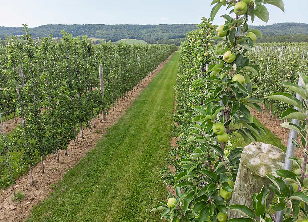 An Ambrosia block at Wohlgemuth Farms in Nova Scotia, planted 12 feet by 2 feet on B.9 rootstock in 2018. The International Fruit Tree Association toured the Canadian province in July, where growers talked about growing Ambrosia, a former managed variety that recently became available to U.S. growers. (TJ Mullinax/Good Fruit Grower)