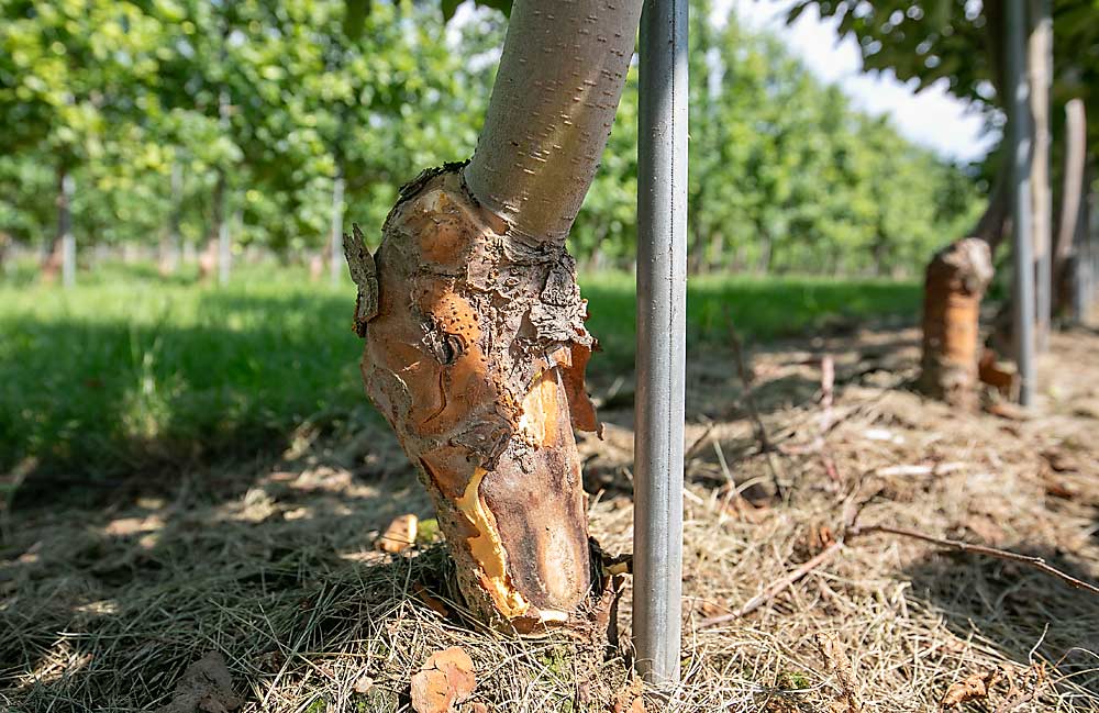 Across the Northeast, from Pennsylvania to Nova Scotia, bark has been observed falling off rootstock shanks on high-density apple trees. The damage might be the result of a warm January in 2023 followed by a cold snap in February. (TJ Mullinax/Good Fruit Grower)