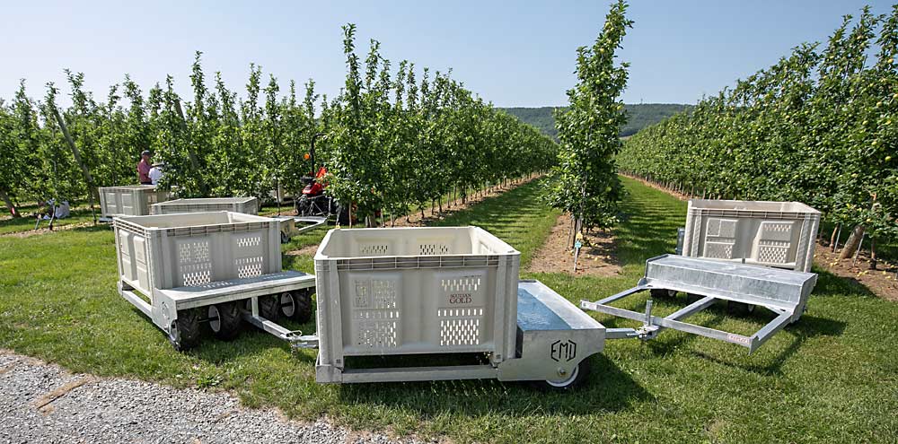 At Wohlgemuth Farms, the International Tree Fruit Association saw machinery from Nova Scotia company Eastern Manufacturing & Design.  The container trailer seen here is designed to follow the track marked by the tractor, without hitting the rows of trees when moving from one row to another.  (TJ Mullinax/Good Fruit Grower)