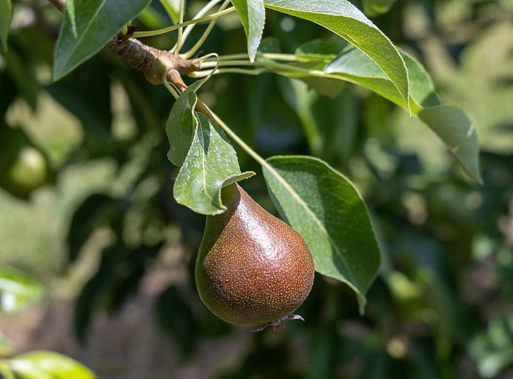 Bosc is Spurr Bros. Farms' most profitable pear.  The variety produced 725 bushels per acre in 2021, a record pear yield for the Nova Scotia orchard.  (Matt Milkovich/Good Fruit Grower)