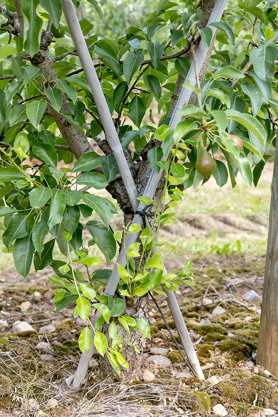 In their V-trained pear trees, Spurr Bros. uses bamboo canes to guide the leaders. One of the difficulties with V-trained pears is keeping the strong leader calm so the weak leader can catch up, Jenereaux said. (Matt Milkovich/Good Fruit Grower)