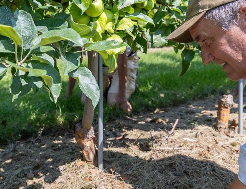 Worrying wounds on Northeast apple trees