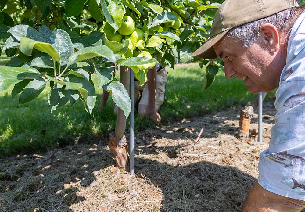 Massachusetts grower Mo Tougas examines a damaged tree, Honeycrisp on Geneva 11, in a Nova Scotia orchard in July, during the International Fruit Tree Association tour. The bark was peeling away from the tree’s shank, similar to damage he has concerns about in New England orchards. (Matt Milkovich/Good Fruit Grower)