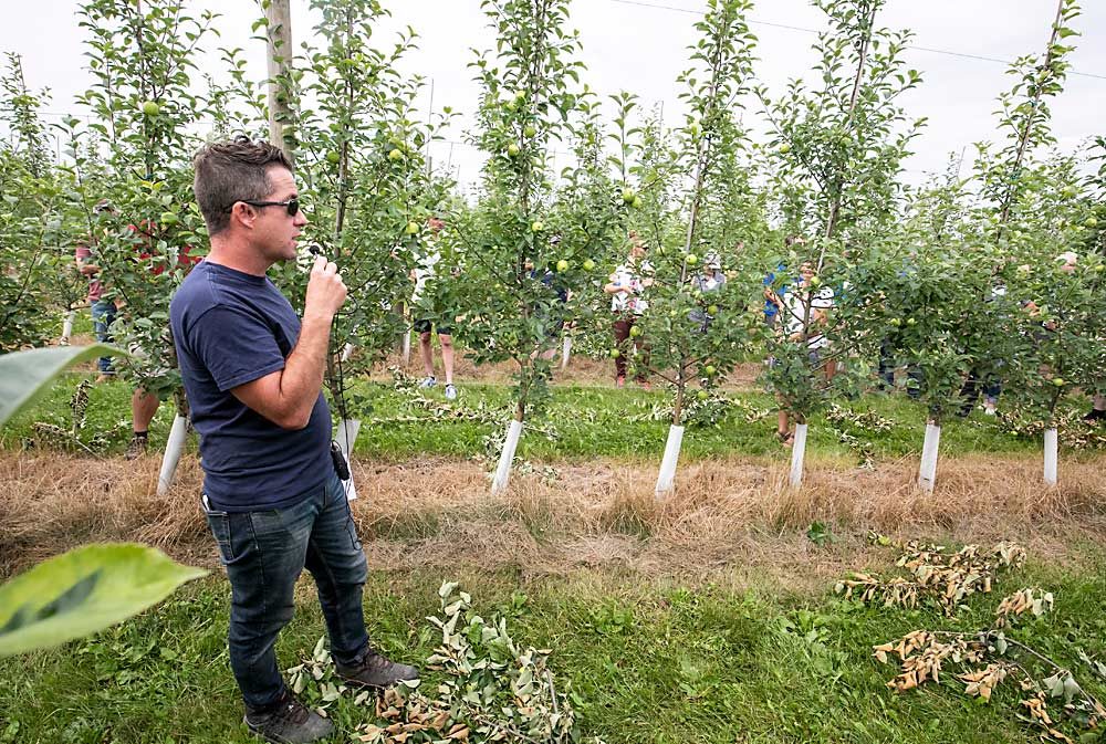 Grower Chris Hedges discusses managing vigor in a block of Honeycrisp planted on Geneva 41 roots in a tall spindle system at his Simcoe-area farm. (TJ Mullinax/Good Fruit Grower)