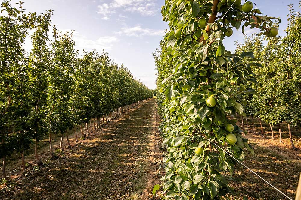 To make the precision chemical thinning model work in his system, Ferri does his fruit counts by vertical zone. He tracks 14 clusters at five trees in each block. “It’s very time-consuming, but it really works,” he said. (TJ Mullinax/Good Fruit Grower)