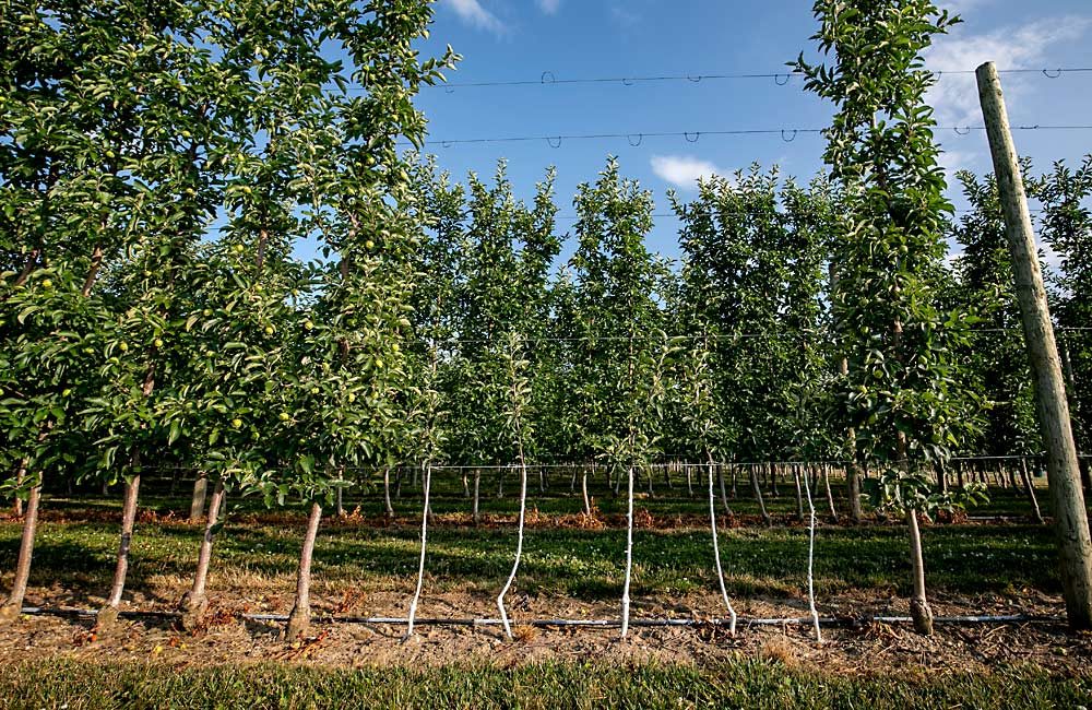 Five new Ambrosia trees replace those lost last season to rapid apple decline, according to Ontario grower Tom Ferri. The sudden collapse of seemingly healthy young trees is being studied around the region, but researchers disagree about whether the underlying cause is winter injury or a more mysterious complex of confounding factors taking out highly vulnerable young dwarf trees as they enter production. (TJ Mullinax/Good Fruit Grower)