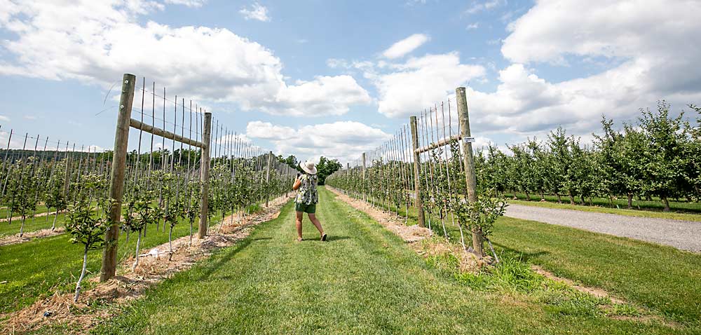An attendee of the 2019 International Fruit Tree Association summer tour takes photos of a new apple planting at Chudleigh’s Entertainment Farm in Ontario. The extra-wide rows are designed to accommodate more than 8,000 U-pick customers per day. (TJ Mullinax/Good Fruit Grower)
