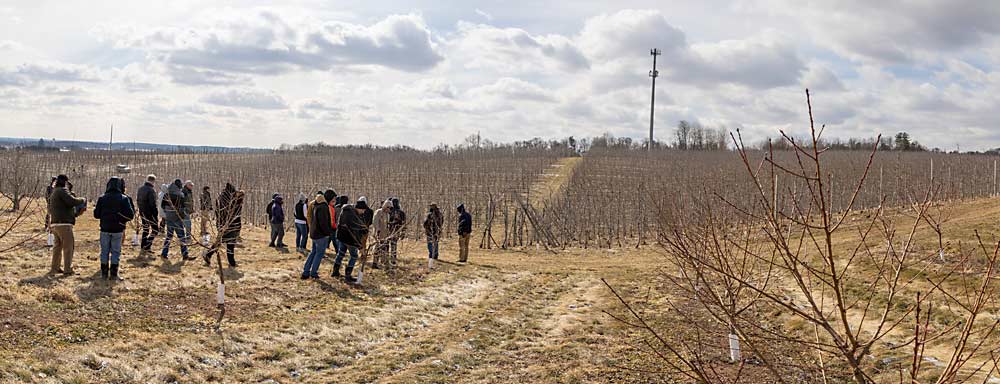 The International Fruit Tree Association toured Adams County, Pennsylvania, fruit operations in February. One of the stops was Hollabaugh Bros., where grower Bruce Hollabaugh talked pears, peaches and apples. Here, IFTA members stand in a block of peach trees. In the distance are Buckeye Gala and Aztec Fuji apple trees on a mix of rootstocks. (Matt Milkovich/Good Fruit Grower)