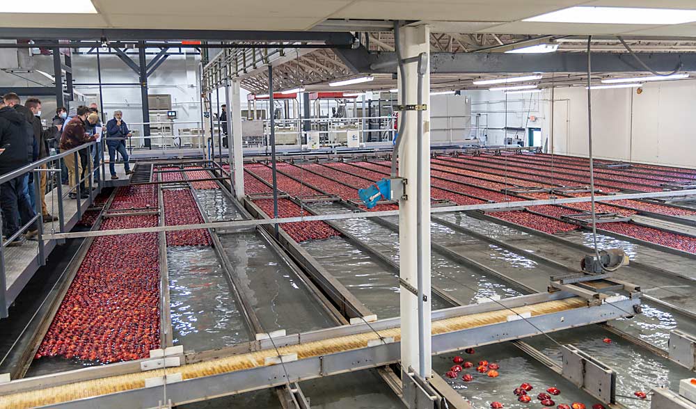 Rice Fruit Co.’s presizer line sorts apples based on color, size and quality. Lower-quality apples are sent to processors, allowing more storage space for fresh apples. Presized bins allow for a quicker and more efficient packing process. (Matt Milkovich/Good Fruit Grower)