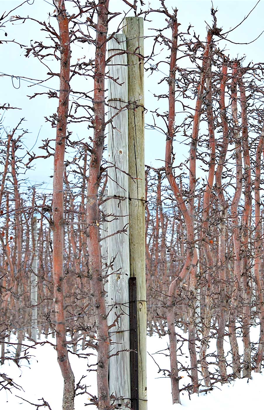 Rot problems with wood posts in blocks planted about a decade ago seem to be the factor that led to tornado vulnerability, Ferri said. He now regularly scouts for signs of rot and reinforces his super spindle systems with new posts as needed. (Courtesy Tom Ferri)