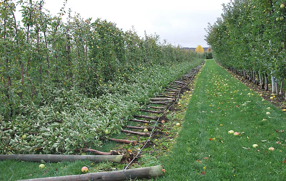 When a 2020 tornado delivered 85 mph winds to his Ontario orchard in the midst of harvest, grower Tom Ferri sustained some losses. But he doesn’t blame his trellis design; the costs to design an orchard to withstand a rare event like a tornado, such as with concrete posts, might be too high to be practical. (Courtesy Tom Ferri)