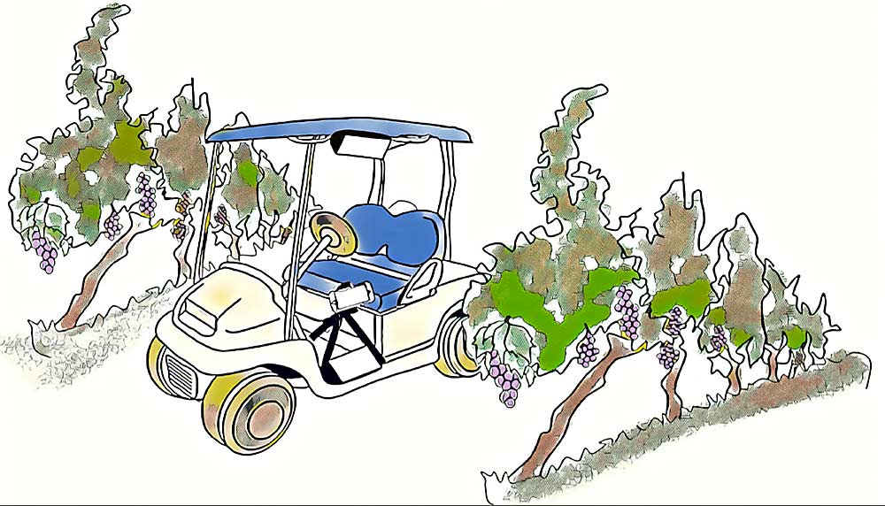 As seen in this illustration, Cornell researchers place a smartphone on an ATV and run it down vineyard rows at night. The smartphone’s camera takes video, and an app uses that footage to count clusters. Results so far show that this method of estimating crop load is more accurate and less expensive than more traditional methods. (Courtesy Cornell University)