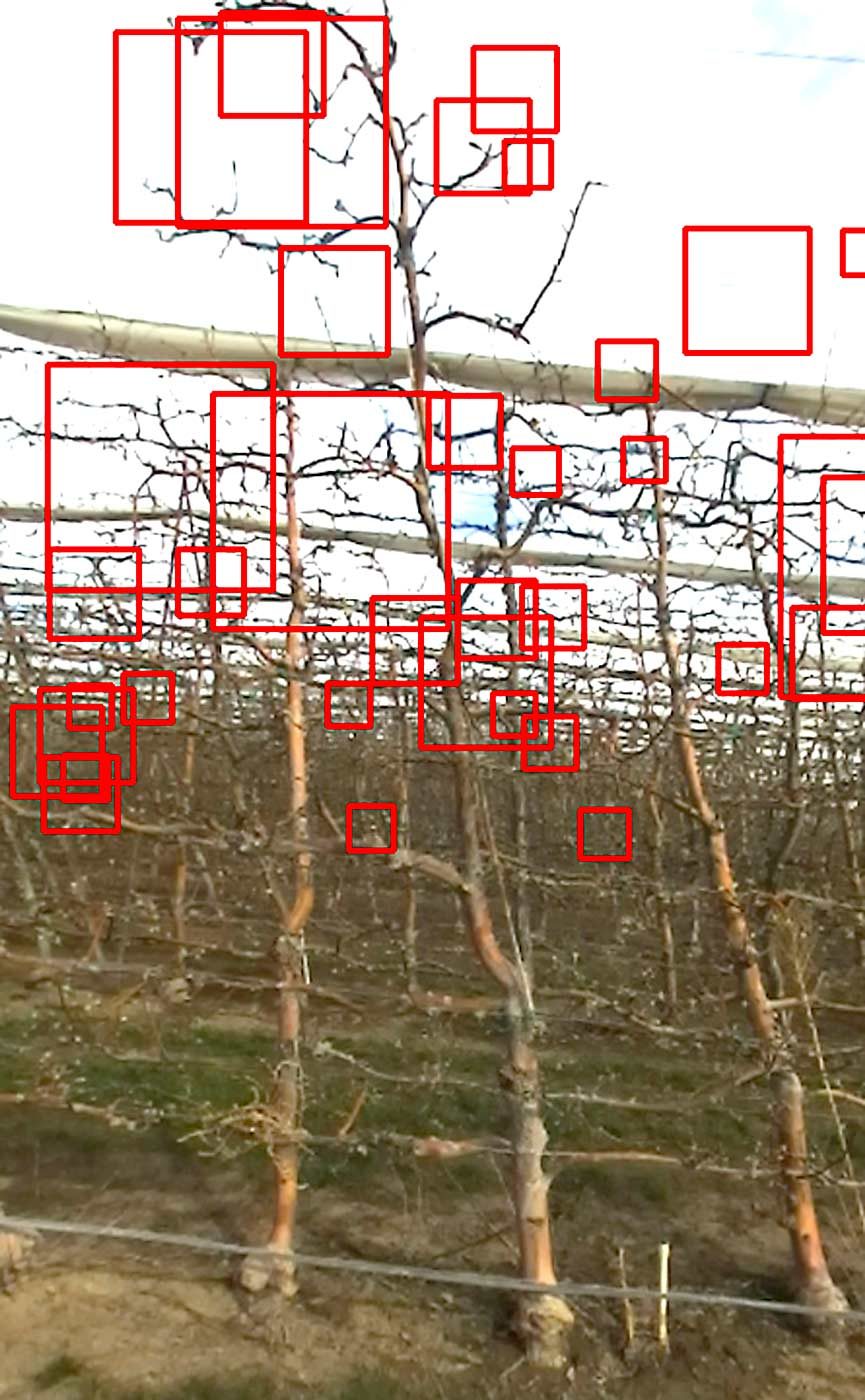 Frank Moore, a retired Hanford remote operation engineer, is developing a stem-cutting robot picker that uses a mapping system to identify fruit on each tree and track it throughout the season, from bloom to harvest. This is an image taken from the onboard computer during a trial in March in Benton City, Washington. (Courtesy Frank Moore)