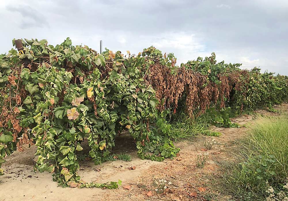 Just because an herbicide is a soil-applied pre-emergent doesn’t mean it’s safe for your vineyards. Young vines, in particular, are susceptible to injury for several pre-emergent products, such as seen here from indaziflam. Understanding the benefits and risks of a diverse program of herbicides and cultural weed control methods will help growers move toward weed IPM. (Courtesy Lynn Sosnoskie/Cornell University)