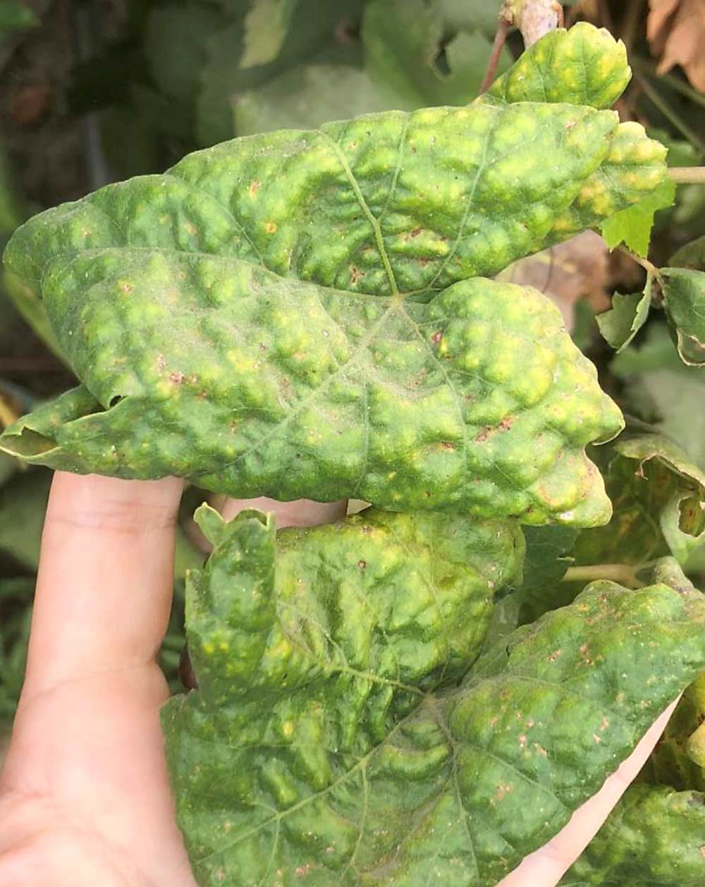 Indaziflam damage in young grapevines. (Courtesy Lynn Sosnoskie/Cornell University)