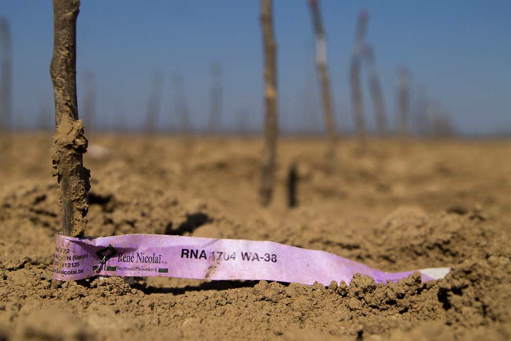 New tree starts of the Washington State University-bred variety WA 38, to be sold under the brand name Cosmic Crisp, are planted in a field leased by René Nicolaï fruit tree nursery in Sint-Truiden, Belgium, in May. The trees are bound for an Italian grower, who is the first international licensee for Cosmic Crisp. (Shannon Dininny/Good Fruit Grower)