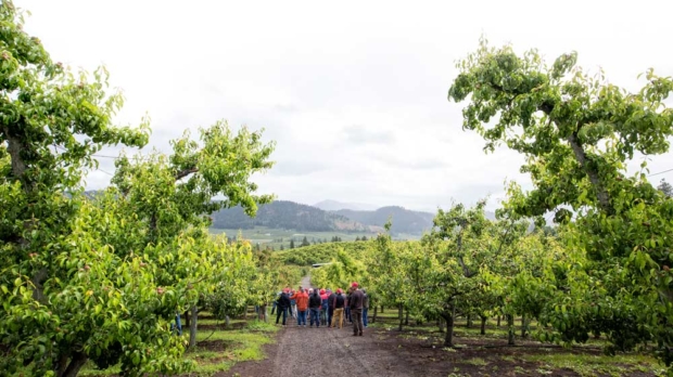 Attendees at the Interpera conference visit the farm of Rudy Prey near Leavenworth, Washington, in one of the most prolific pear-growing regions in the U.S. The June visit marked Interpera’s first conference in the U.S. One of the topics of discussion during the two-day conference: modernizing old-style pear orchard systems to high-density trellised systems that can be mechanized.(TJ Mullinax/Good Fruit Grower)
