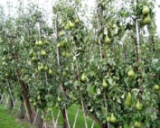 The V-trellis style orchard system showed the second highest financial return during Belgian trials of Conference pears. (Courtesy Jef Vercammen/Proeftuin pit- en steenfruit)