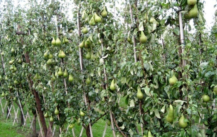The V-trellis style orchard system showed the second highest financial return during Belgian trials of Conference pears. (Courtesy Jef Vercammen/Proeftuin pit- en steenfruit)