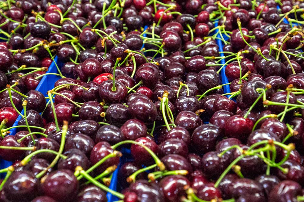 Freshly washed cherries roll through the packing process at Blue Bird, Inc.'s, Wenatchee, Washington facility on June 16, 2017. (TJ Mullinax/Good Fruit Grower)