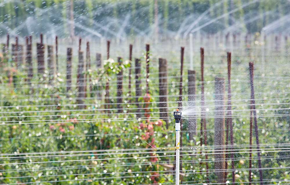 Cooling is critical to protect apples from sunburn, but under a new rule on agricultural water quality, proposed by the U.S. Food and Drug Administration, applying it near harvest could come under new food safety scrutiny. (TJ Mullinax/Good Fruit Grower)