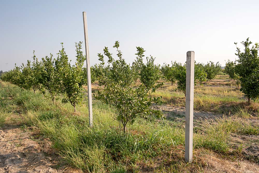 Different-sized demonstration posts stand in a citrus orchard in front of the Kingsburg plant. (TJ Mullinax/Good Fruit Grower)