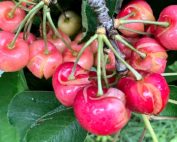 Damage to cherries in recent foul weather in the Lodi, California, area in May 2019. ((Courtesy Joe Cataldo/J&M Farms) instagram.com/jandmfarmslodi_