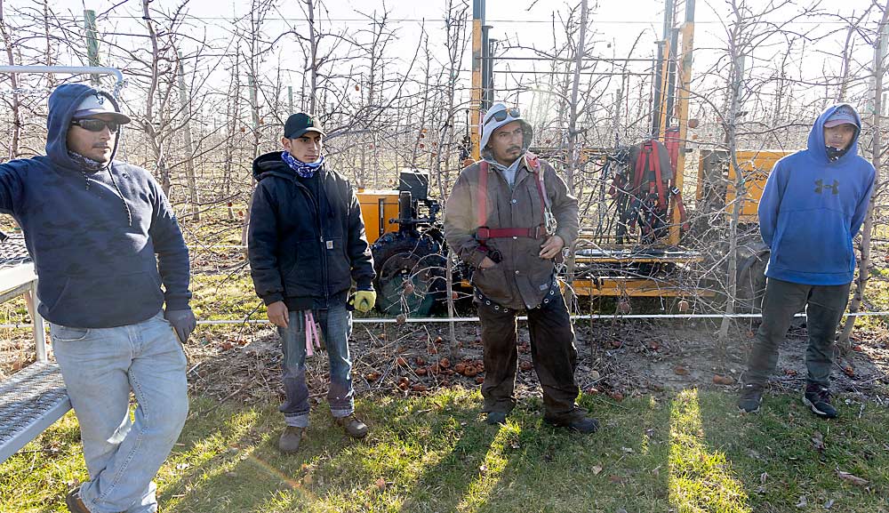 From left, H-2A workers Salvador Salazar Peinado, Angel Rios Aguilar, Marco Antonio Salazar Peinado and Guillermo Ríos Rosas at Joe Rasch Orchards in March. The orchard hires about 15 H-2A workers for winter and spring pruning. (Matt Milkovich/Good Fruit Grower)