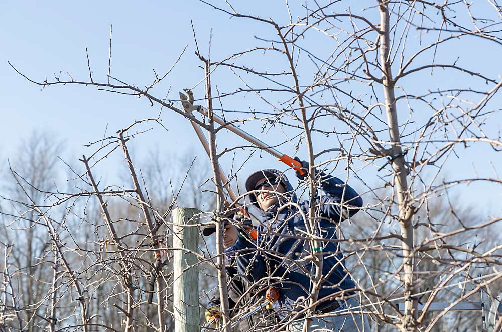 H-2A worker Salvador Salazar Peinado prunes apple trees at Joe Rasch Orchards in Sparta, Michigan, in March. He’s been leaving Mexico to work in Michigan for years, and he’d like to continue. (Matt Milkovich/Good Fruit Grower)