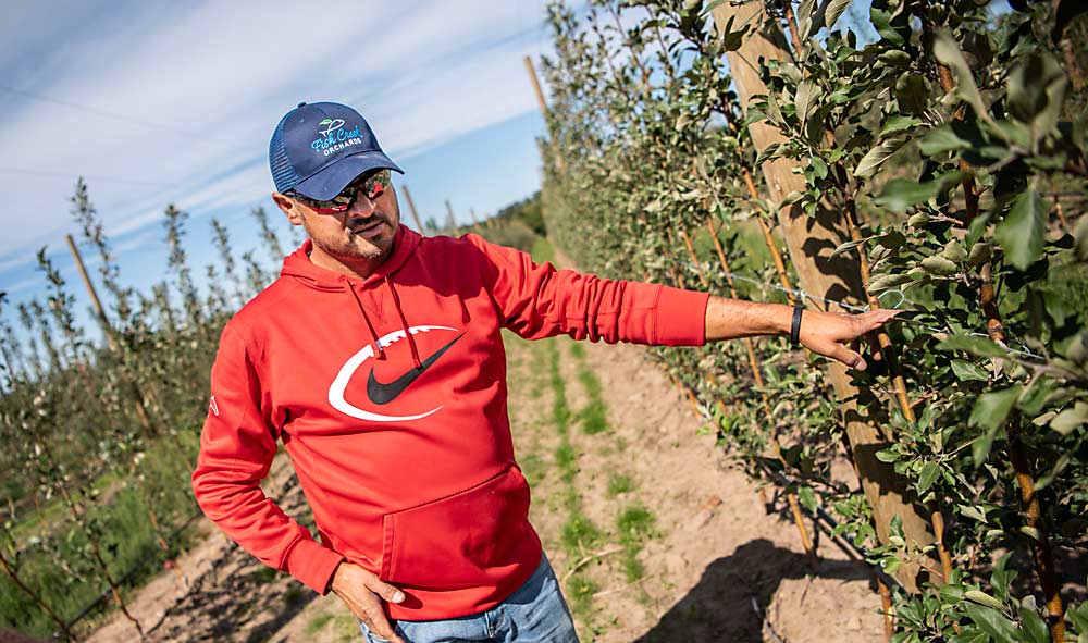 Jose Iniguez looks at fruit development in a young block of MN55 (marketed as Rave) at Lamont Fruit Farm in September 2020. His former boss, Rod Farrow, was impressed with Iniguez’s employee management skills and named him co-owner. (Amanda Morrison/for Good Fruit Grower)