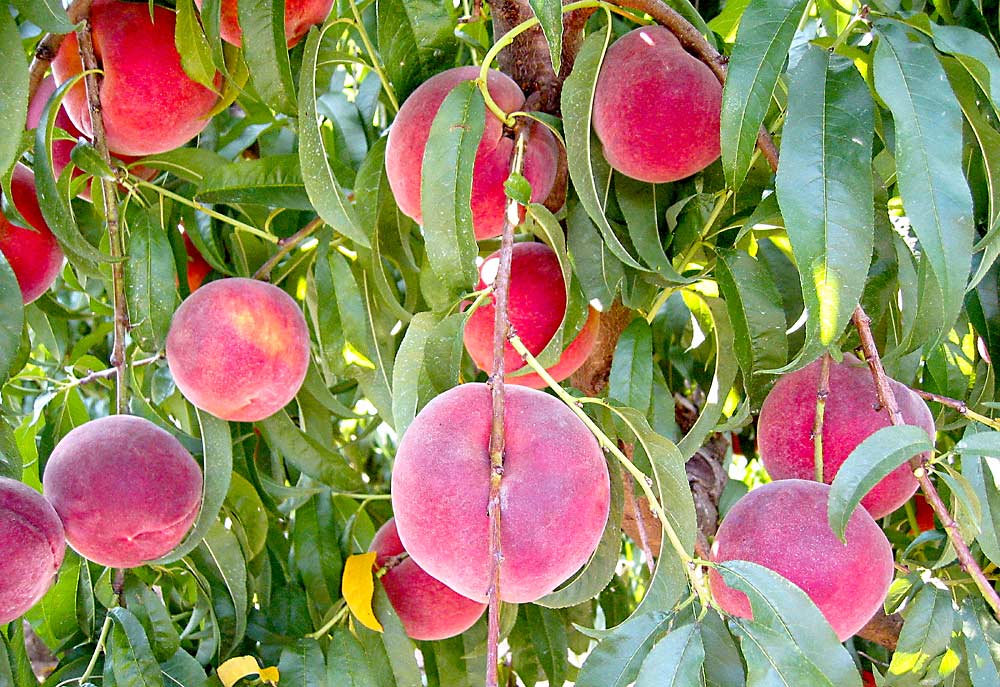 Rich Joy peaches ripening on the tree in a Byron, Georgia, orchard. Rich Joy, one of three new releases from the U.S. Department of Agriculture’s Agricultural Research Service, has yellow flesh that softens slowly to a buttery texture, a balanced sugar-to-acid ratio and a pleasant eating quality. (Courtesy Chunxian Chen/USDA Agricultural Research Service)
