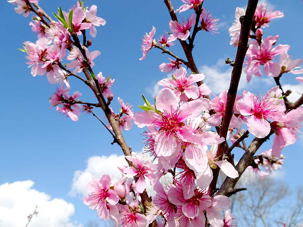 A Crimson Joy peach tree flowering in a Byron, Georgia, orchard. Crimson Joy, a new Agricultural Research Service release, has lower chill requirements than most commercial peaches in the Southeast and might be less prone to spring frost events.(Courtesy Chunxian Chen/USDA Agricultural Research Service)